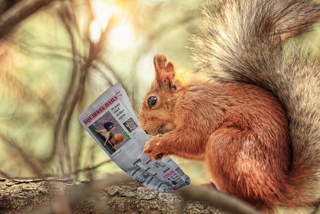 Ein Eichhörnchen mit einer Zeitung in der Hand. Es symbolisiert auf lustige Art einen Leser. Der Beitrag zeigt Bloggern und Website-Betreibern, wie sie mehr Reichweite für ihre Inhalte bekommen.